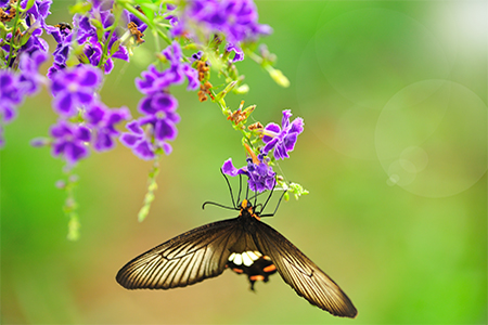 a black butterfly on a flower with light reflect